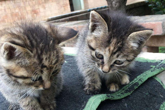 土猫性格太凶了怎么办