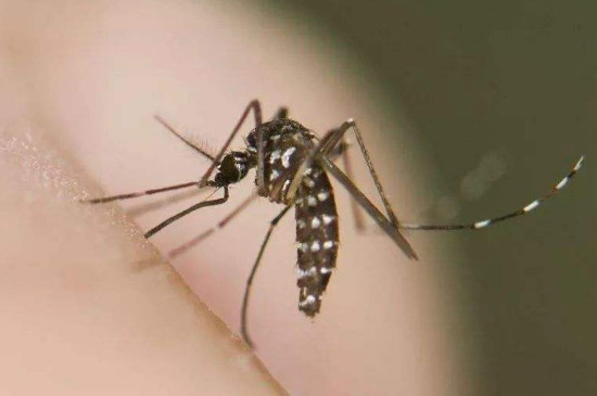 蜻蜓是益虫吗，算益虫一年能吃掉几千只蚊子