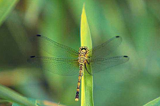 蜻蜓是益虫吗，算益虫一年能吃掉几千只蚊子