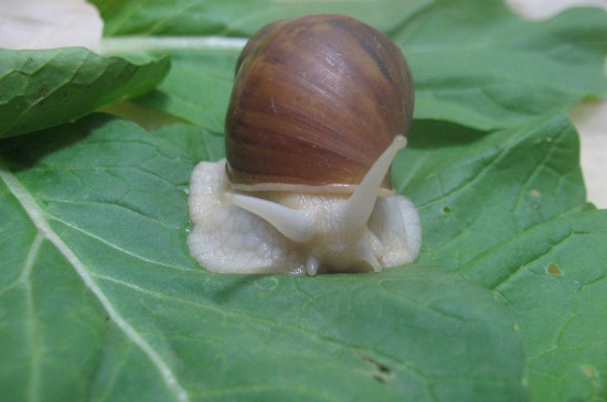 蜗牛的生活习性，关于蜗牛的知识大全