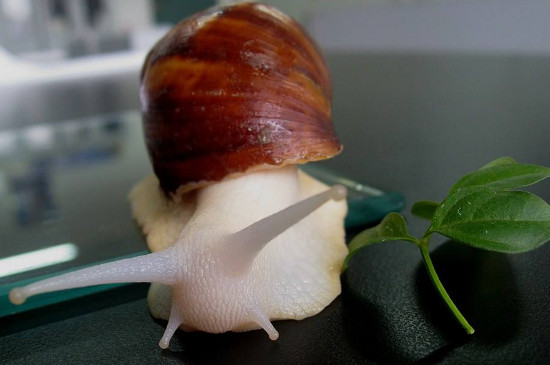 蜗牛的生活习性，关于蜗牛的知识大全