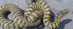 大王蛇有毒吗，无毒且被称为毒蛇克星