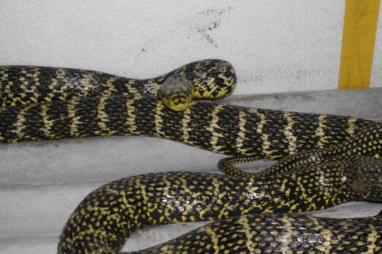 大王蛇有毒吗，无毒且被称为毒蛇克星
