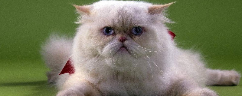 长毛白猫是什么品种