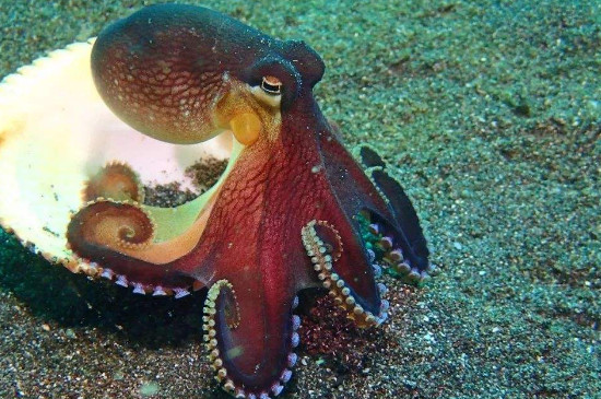 章鱼的寿命，章鱼能活3-5年的时间