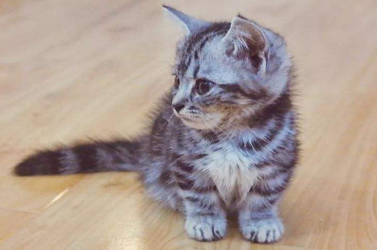 短腿猫价格多少钱一只，大概价位在1600-8000元