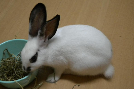 兔子不能吃什么