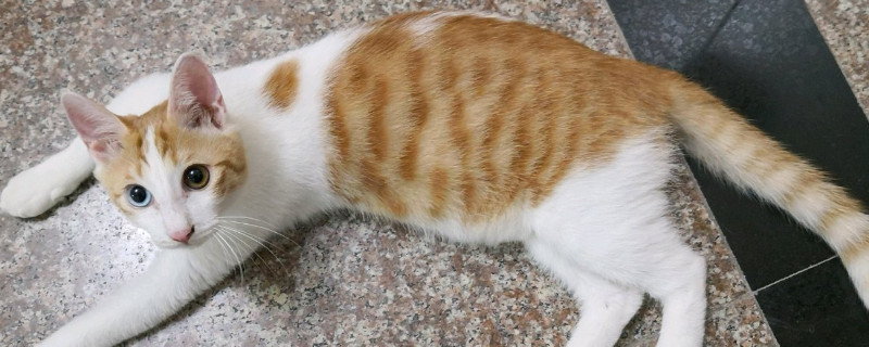 猫咪益生菌多久吃一次