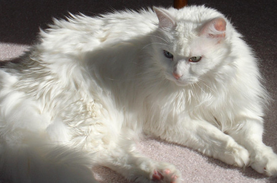 小白猫一般是什么品种