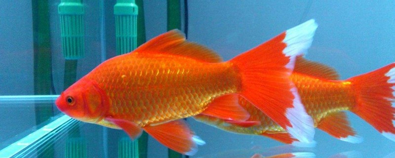 金鱼断尾会流血吗 宠物圈 金鱼断尾会流血吗 宠物圈