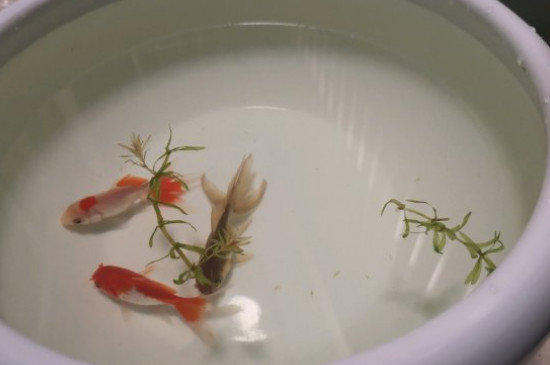 水霉菌的鱼缸怎么处理