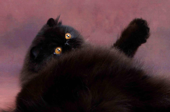 纯黑色的猫是什么品种