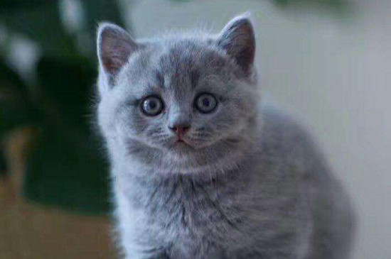 灰色的猫是什么品种