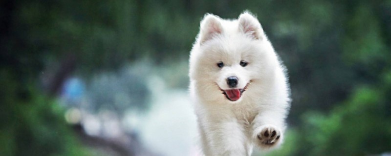 萨摩耶犬多少钱一只，纯种萨摩耶幼犬价格是多少