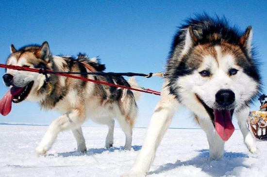 雪橇犬是什么狗