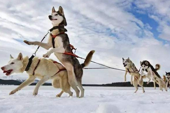 雪橇犬是什么狗