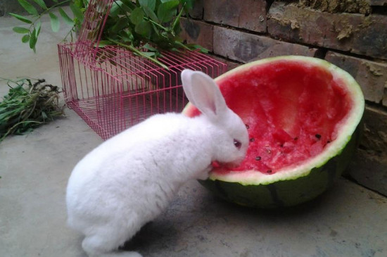 兔子不能喝水吗