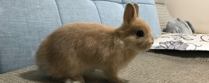 家里养兔子的危害