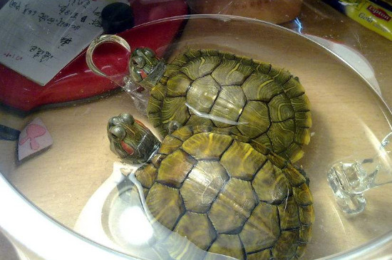 巴西龟怎么养才能生蛋