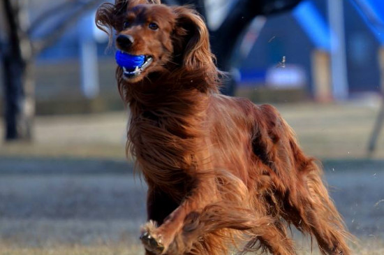 戈登雪达犬多少价位，大概1000-3000元左右一只