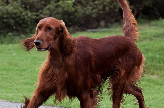 戈登雪达犬多少价位，大概1000-3000元左右一只