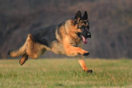 德国防暴犬排名，世界3大防暴犬品种