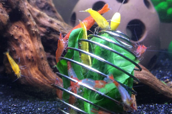 红绿灯鱼怎么繁殖