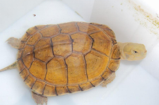 黄喉拟水龟是深水龟吗