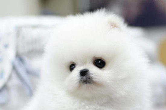 白色茶杯犬价格是多少，纯种价位一般在8000元以上