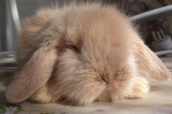 荷兰长毛垂耳兔多少钱，一般150-600元一只