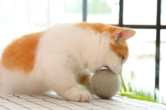 猫薄荷球是干嘛用的