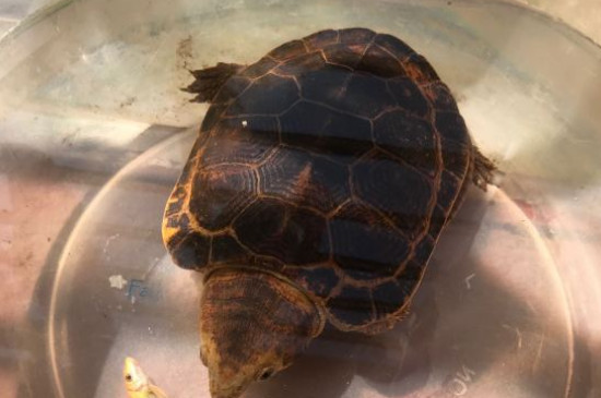 麝香龟是深水龟吗