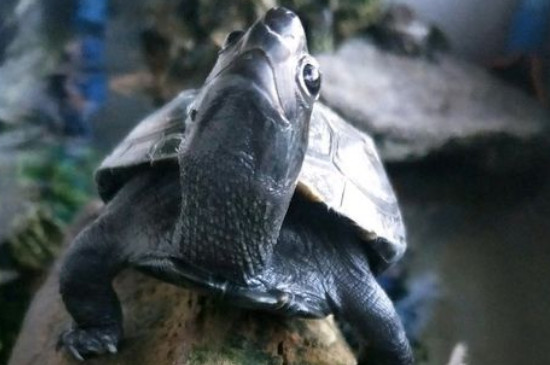 墨龟能长多大