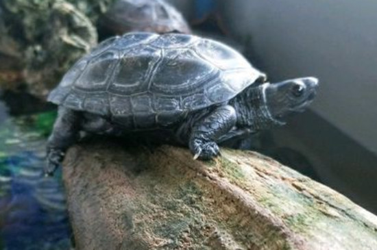 墨龟能长多大