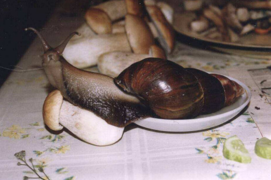 蜗牛吃什么怎么养