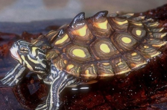 地图龟是深水龟吗