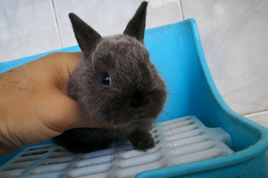 荷兰侏儒兔能长多大