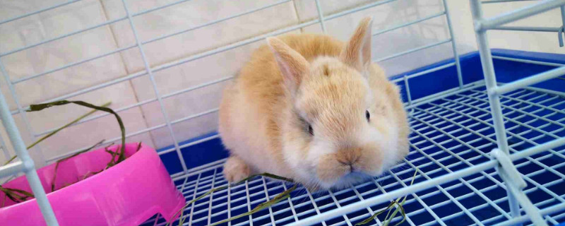 荷兰侏儒兔能长多大