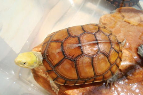 黄喉拟水龟怎么养