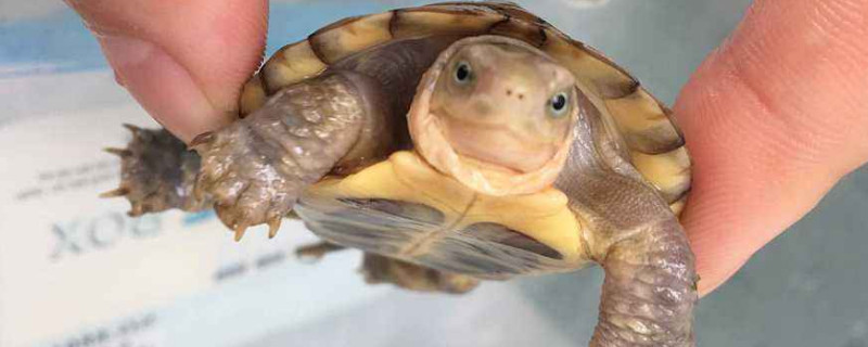 黄喉拟水龟怎么冬眠