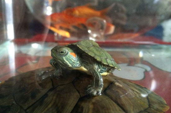 乌龟的寿命为什么那么长