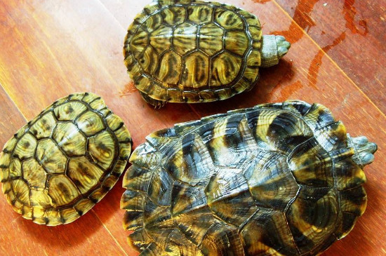乌龟的寿命一般多少年