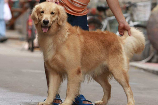 导盲犬品种