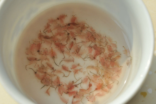 丰年虾孵化后可以养吗，丰年虾孵化后能活多久