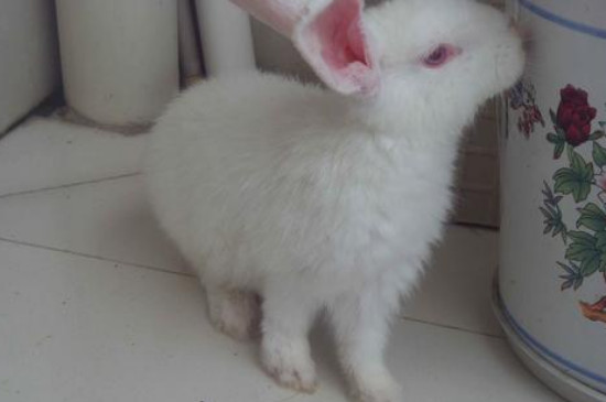 宠物兔子怎么养需要洗澡吗