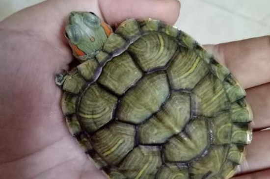 巴西龟的寿命是多少年，养的好可以活30年以上