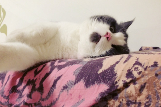 猫睡我枕头旁边怎么办