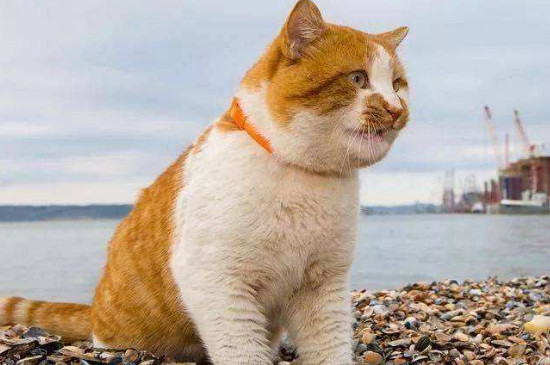 橘猫为什么容易胖