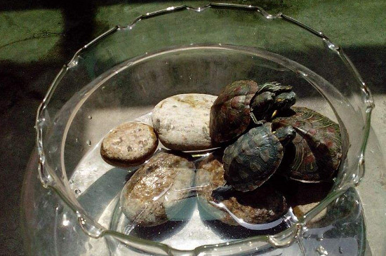 巴西龟冬天能一直放凉水里吗