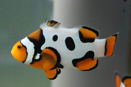 小丑鱼多大能繁殖